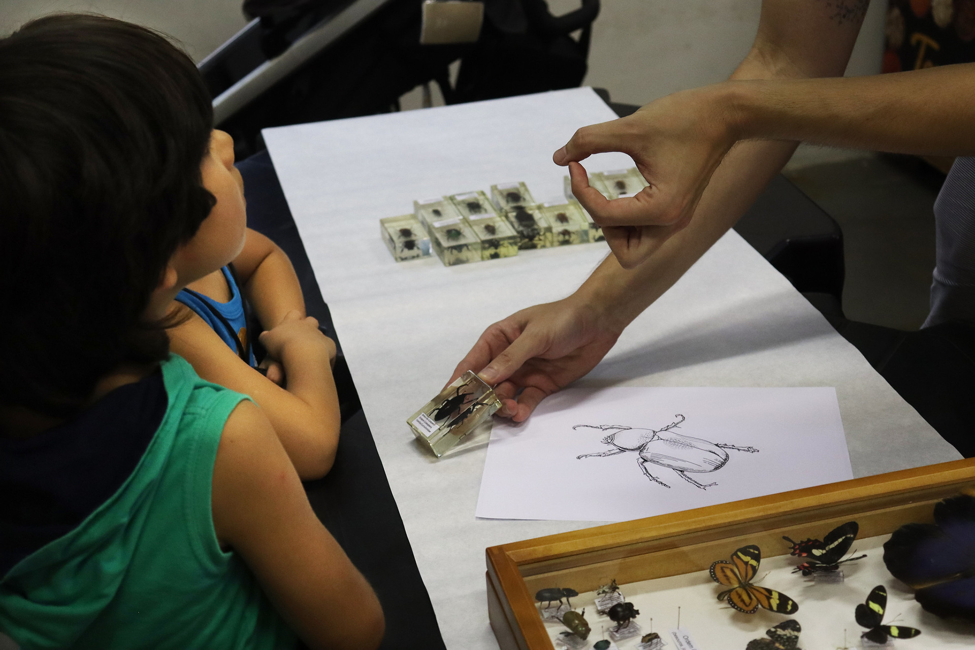 Oficina de entomologia para crianças