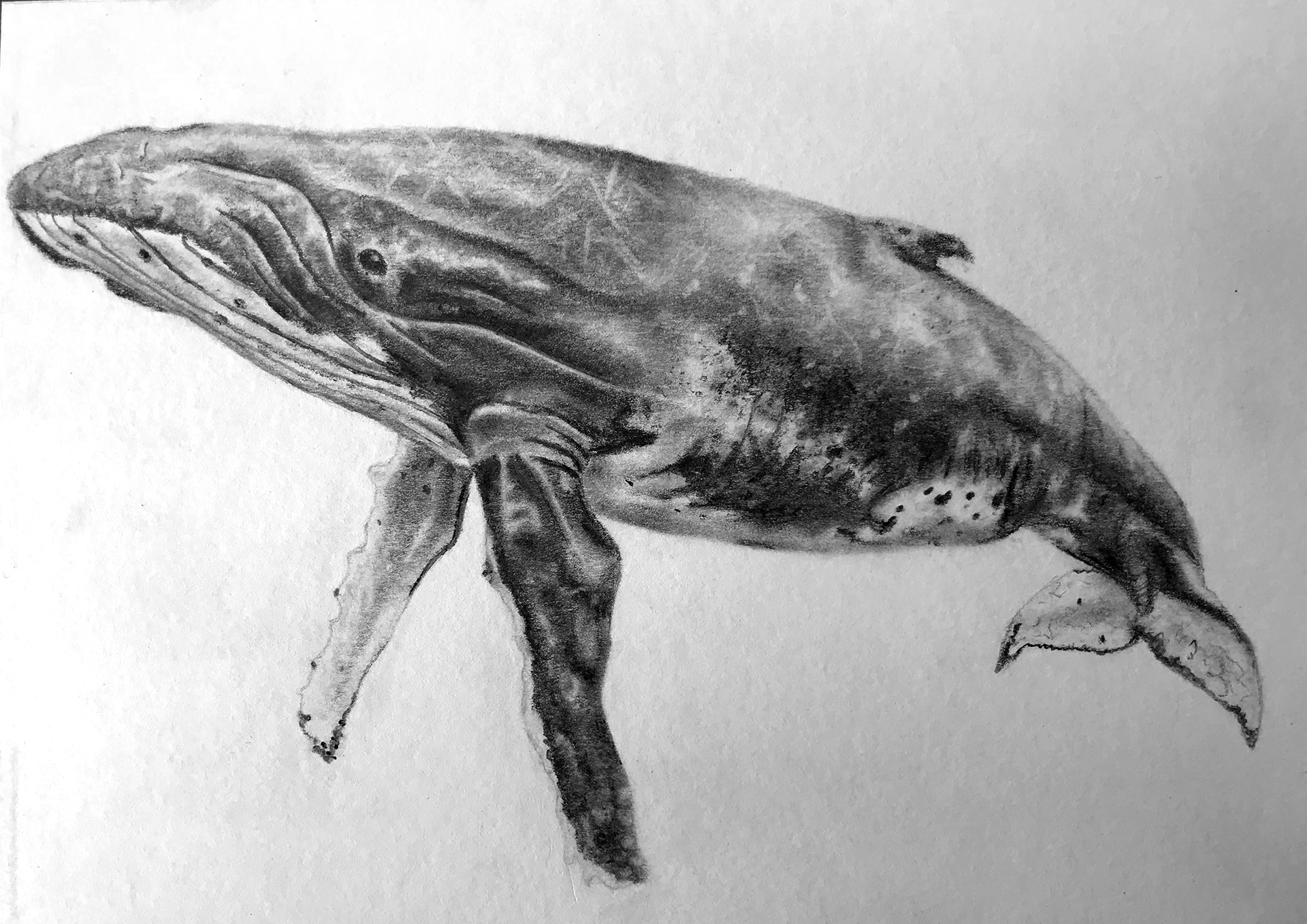 Whale drawing, pencil & charcoal