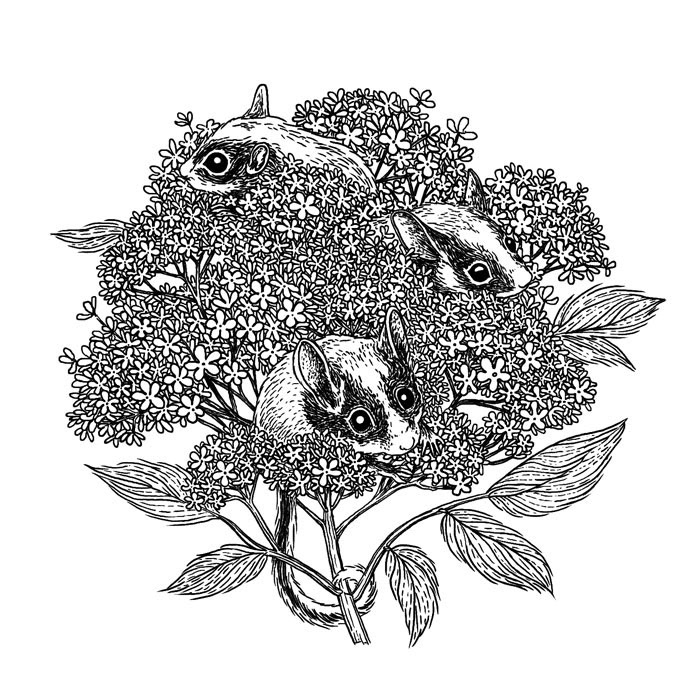 Sticker for sparkling elderflower drink - private commission