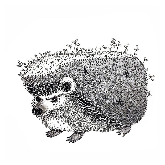 Hedge Hog