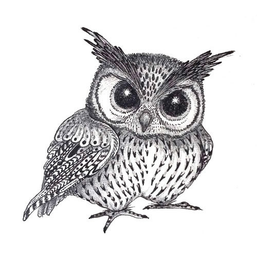 Grumpy Owl