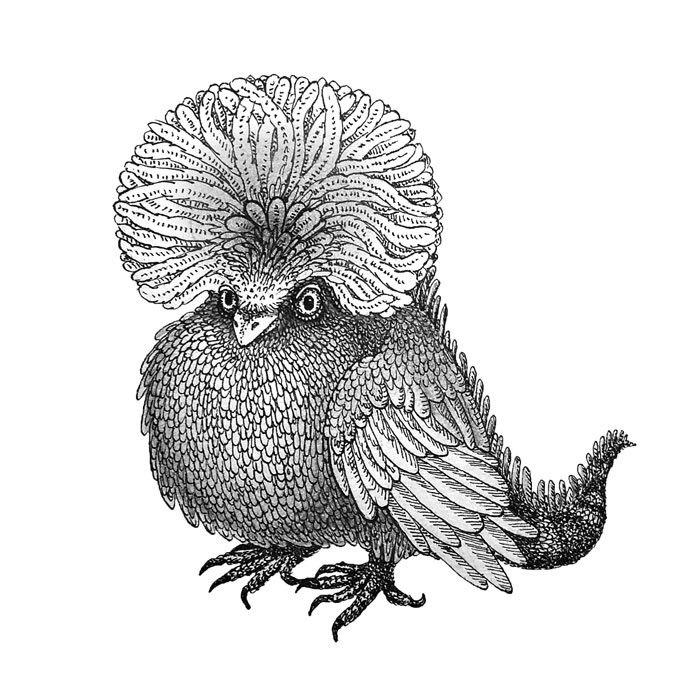 Cockatrice