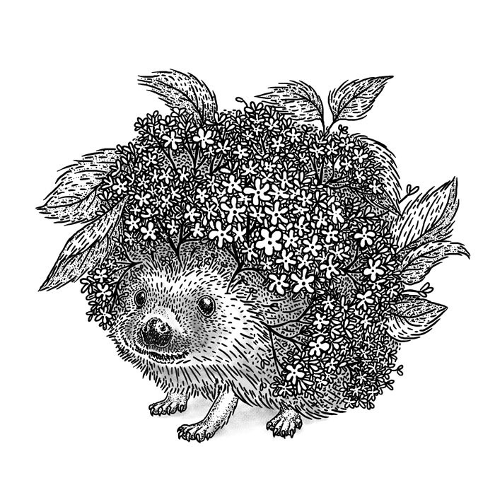 Elderberry Hedgehog