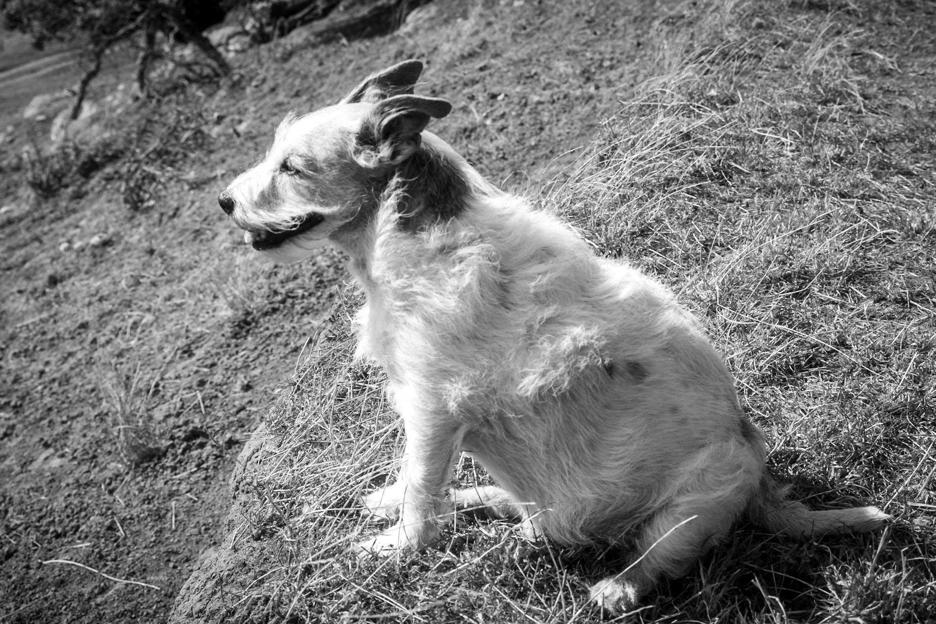 The much-loved and missed Sally Dog on a windy day. Newton-on-Trent, Lincolnshire. September 2020.