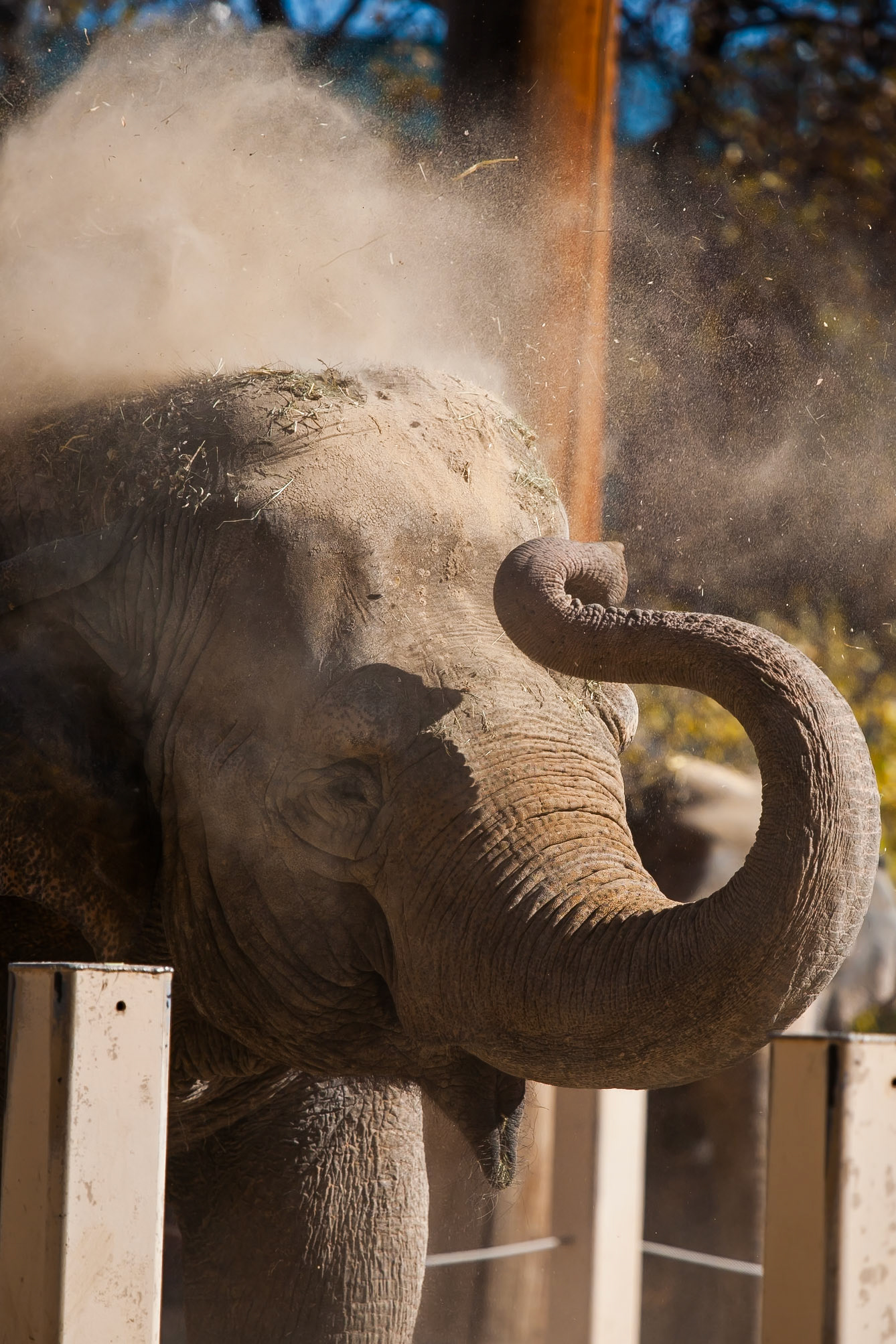 Dusty Elephant. Denver Zoo, Colorado. November 2008.