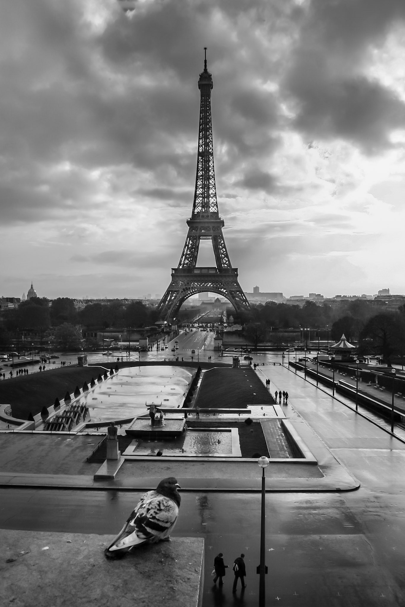 Fat pigeon and the Eifel Tower