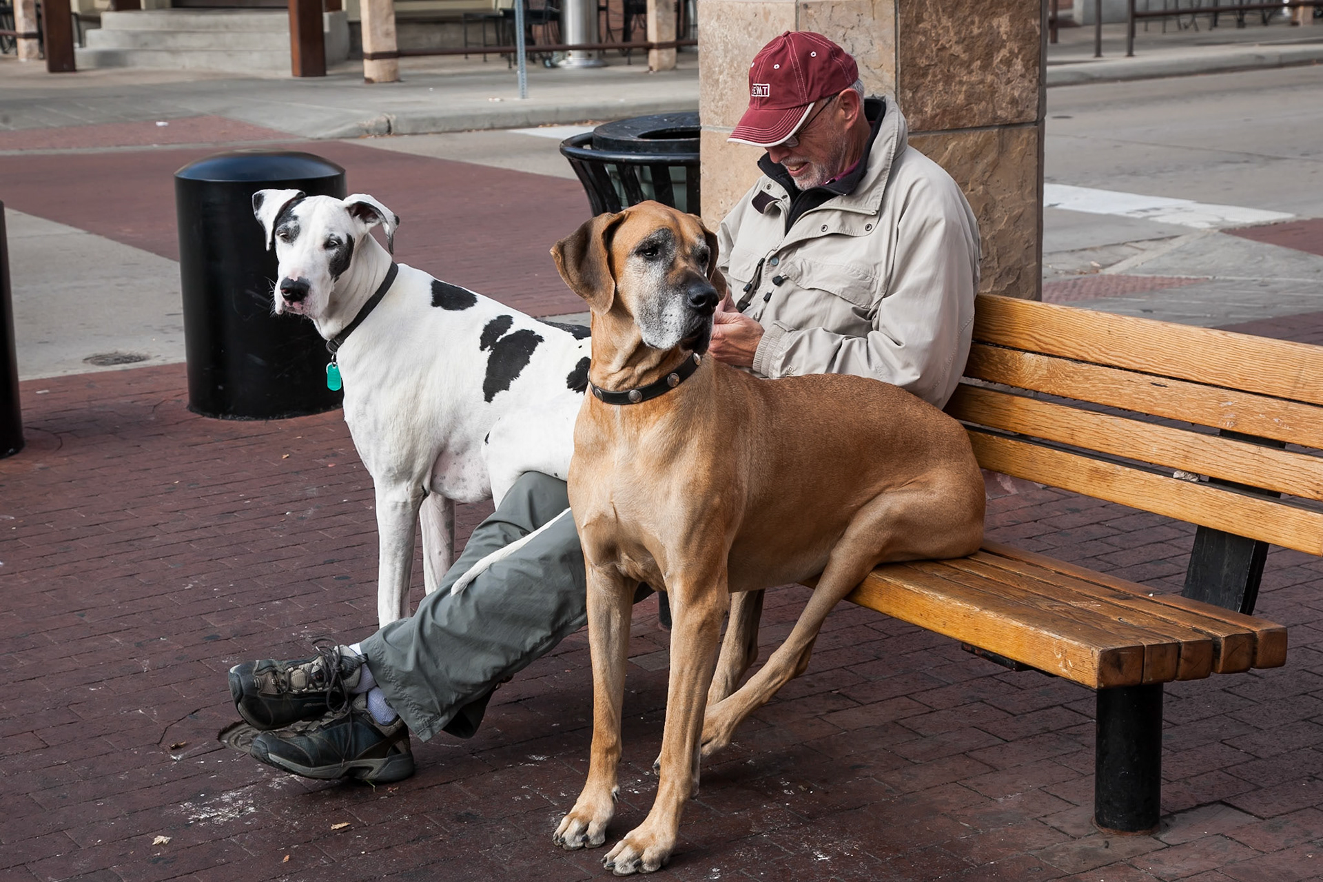 Great Danes in Colorado. November 2010.