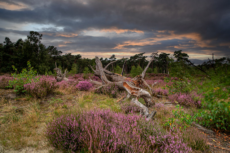 © Jan van der Hooft