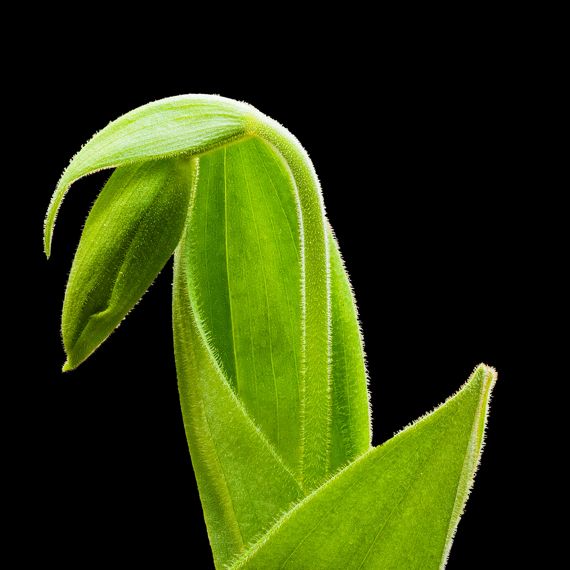 Young Lady Slipper