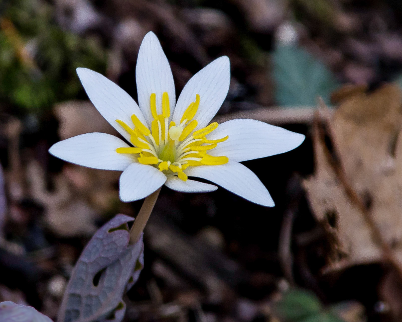Blood Root in Shenandoah NP