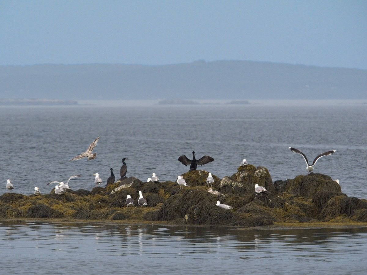 Busy low tide outcropping