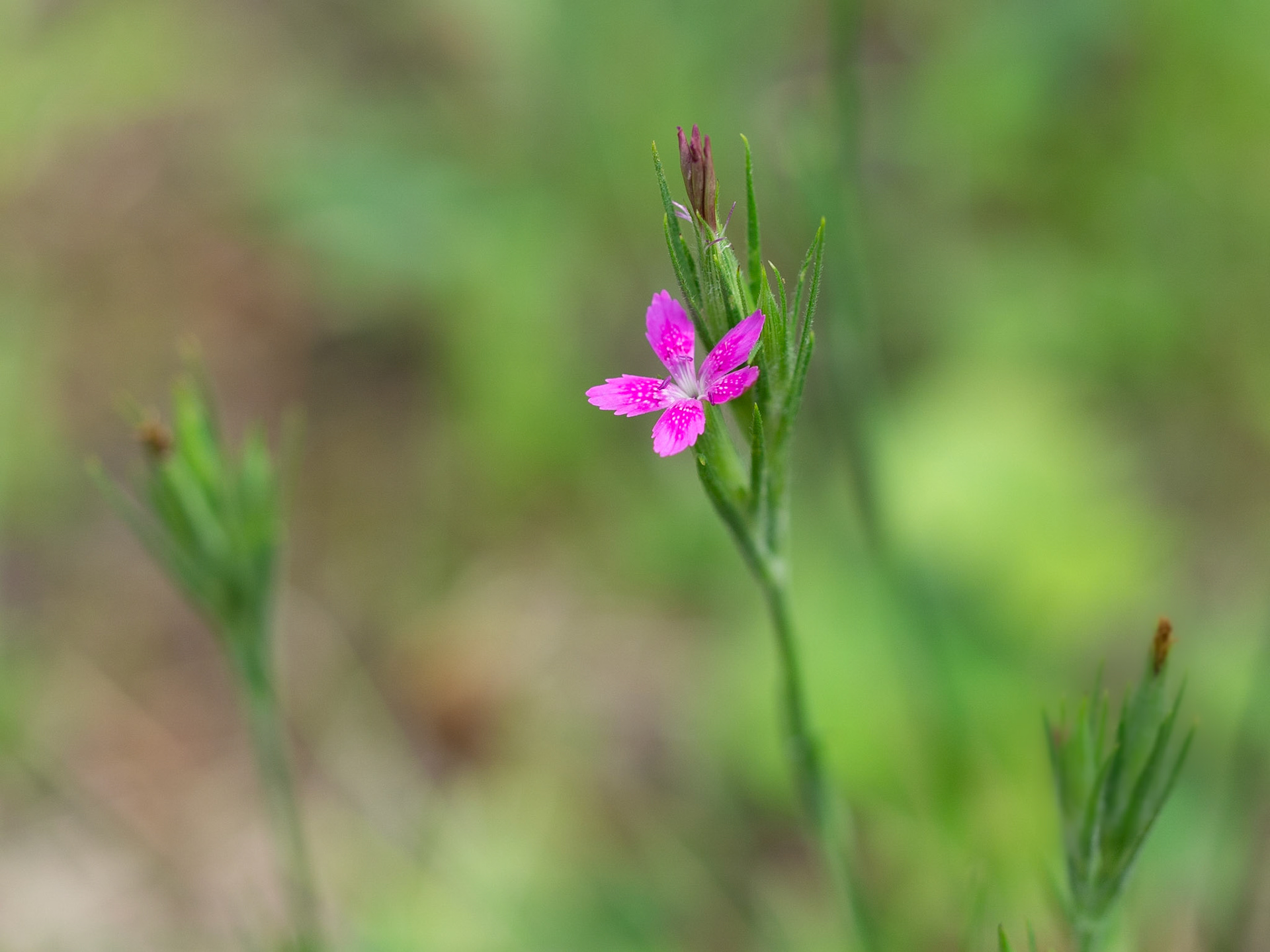 Deptford Pink