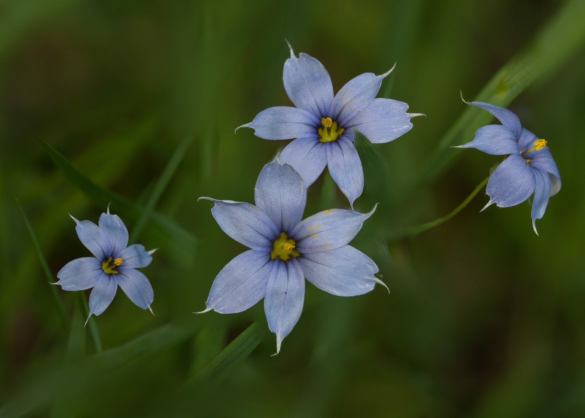 Blue eyed grass