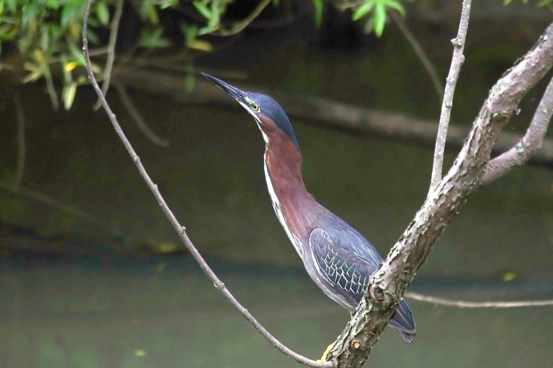 Smooth Green Heron