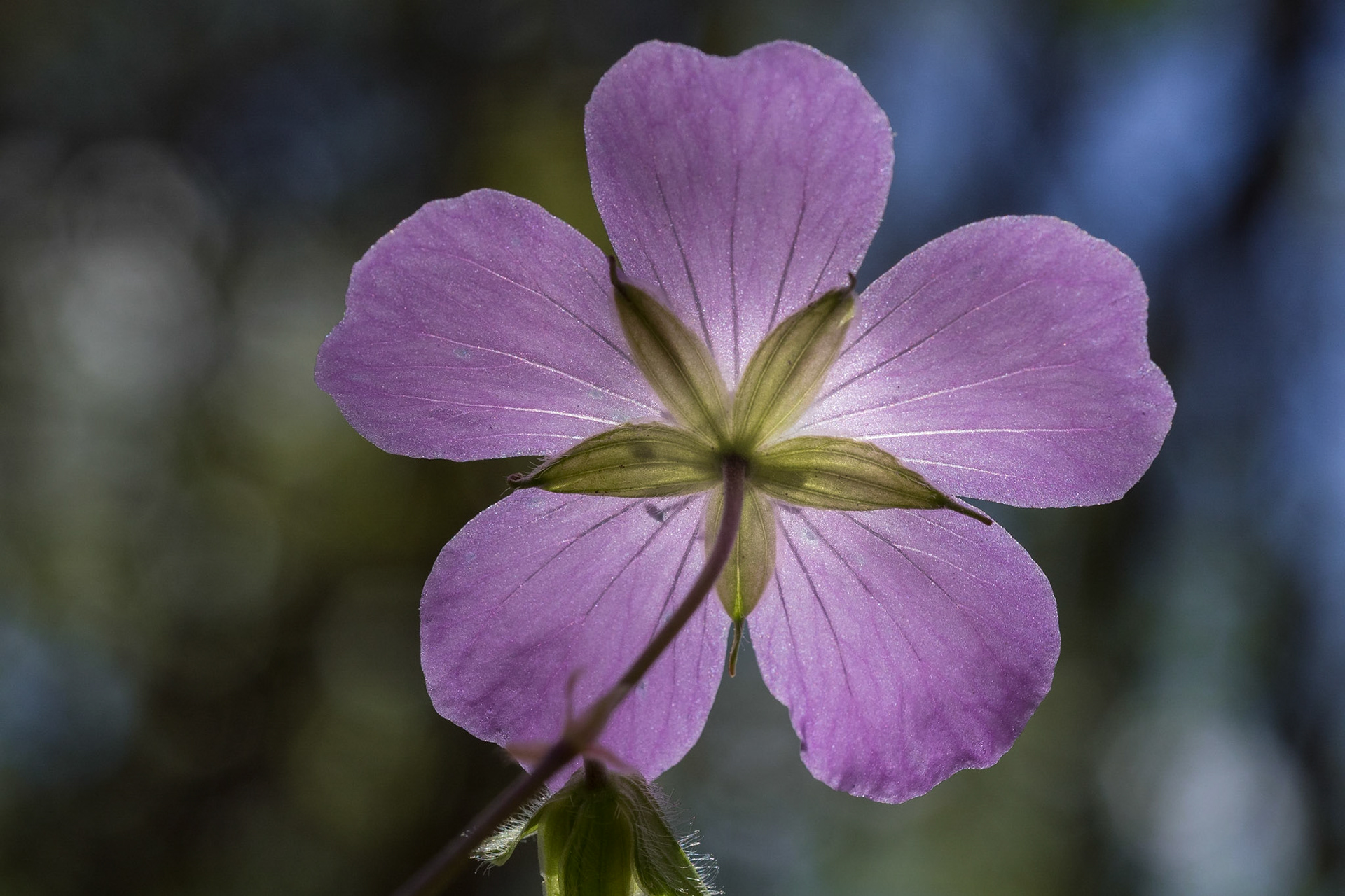 Wild Geranium Facing the sun