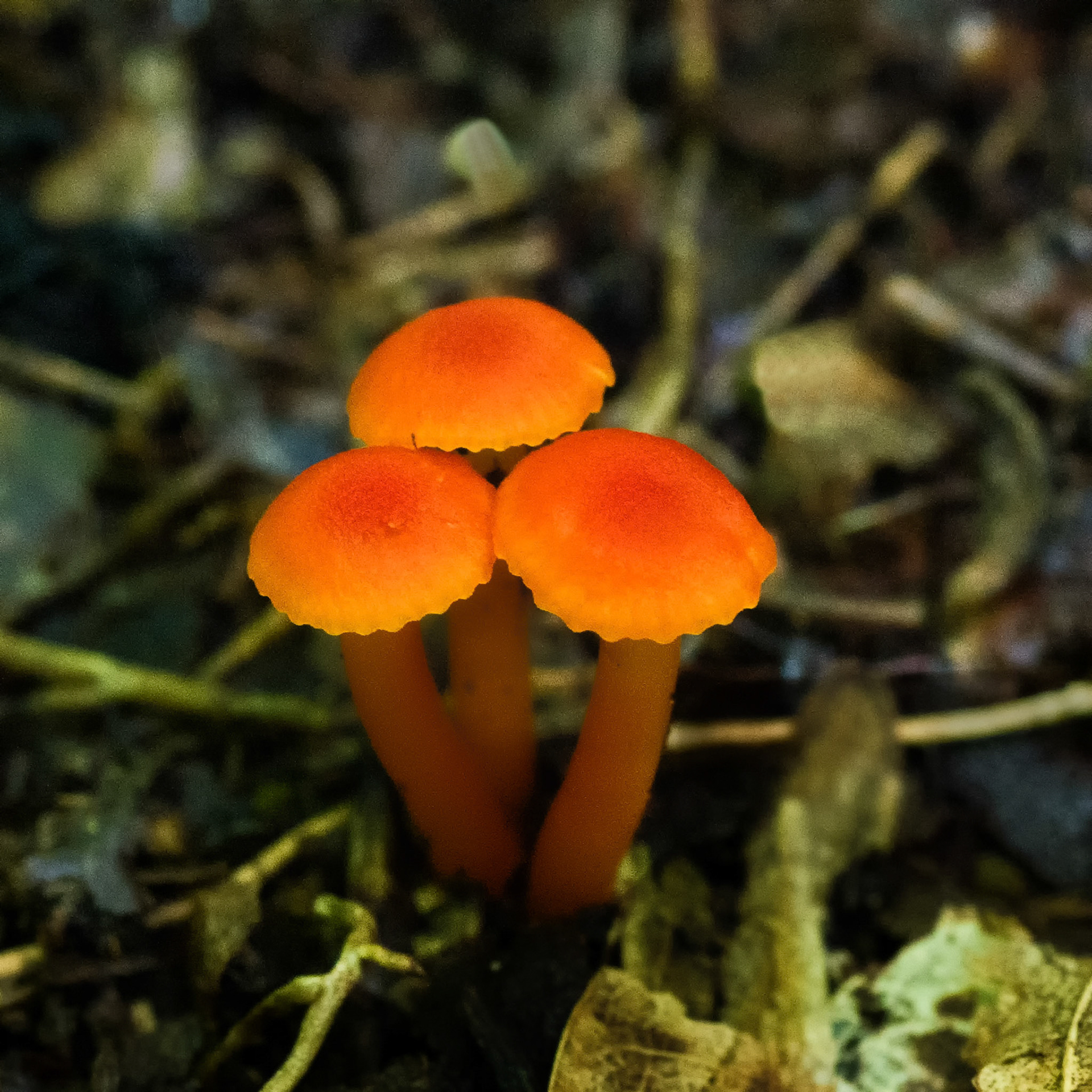 Trio of Orange Mushrooms