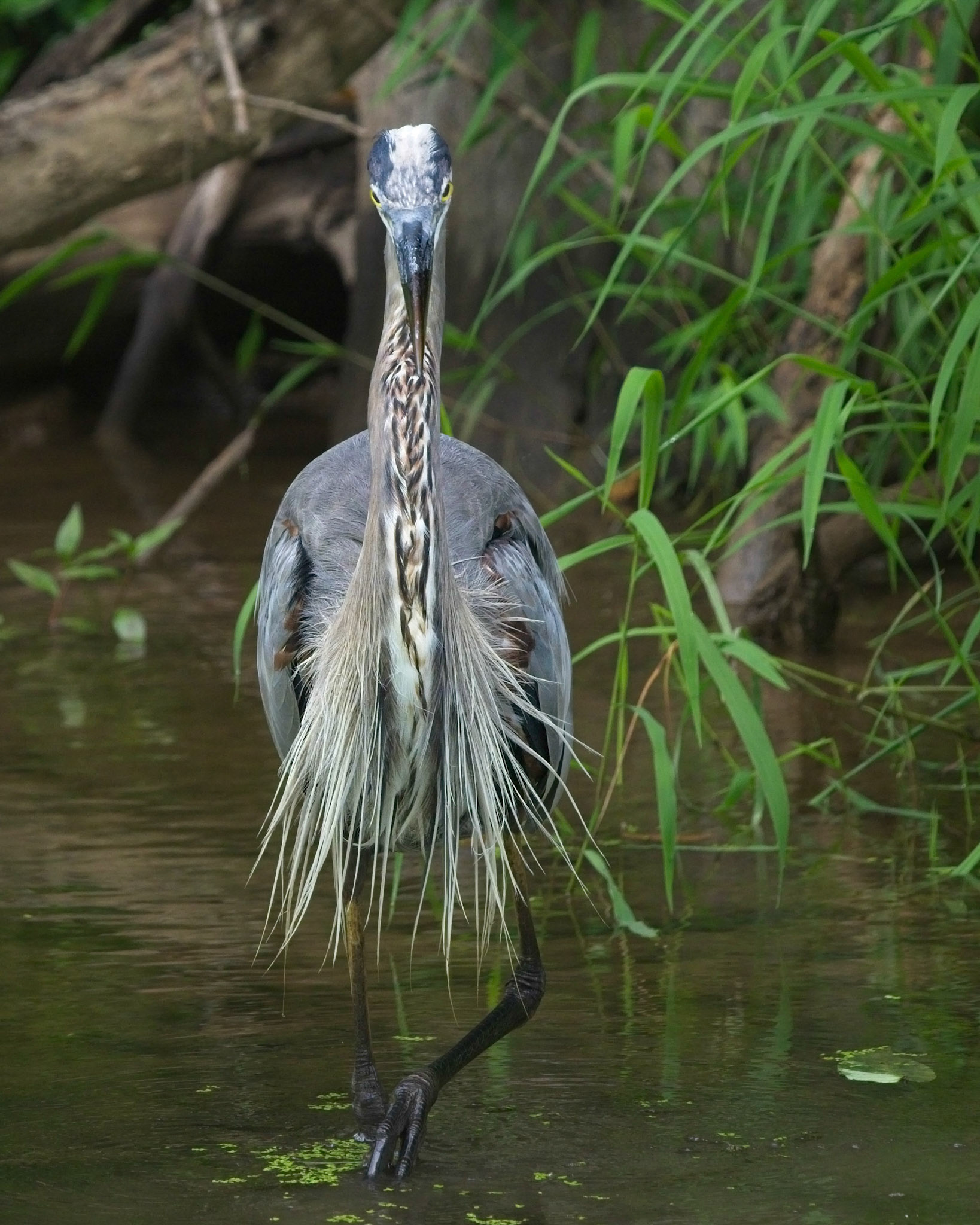 Great Blue Heron