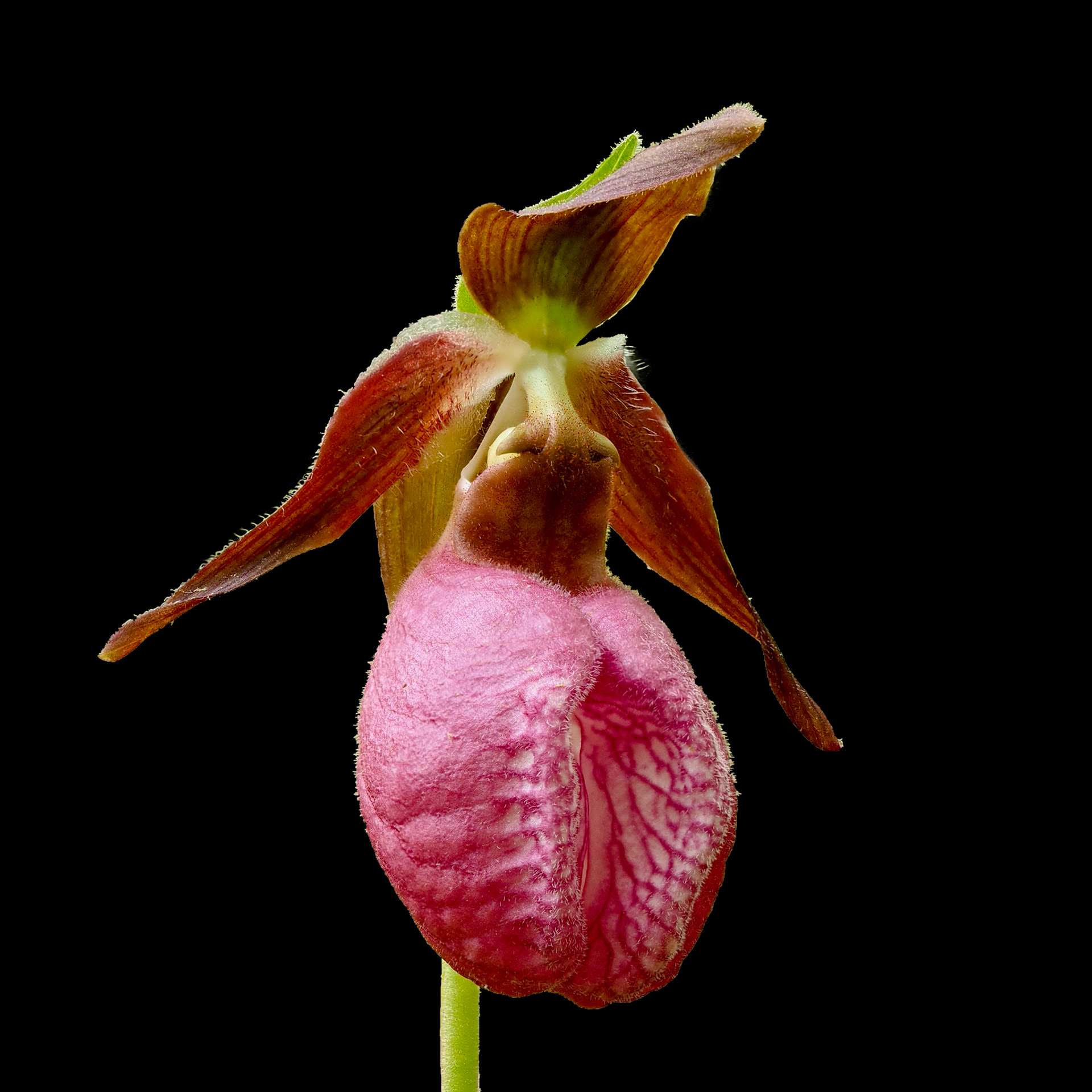 Full Bloom Lady Slipper