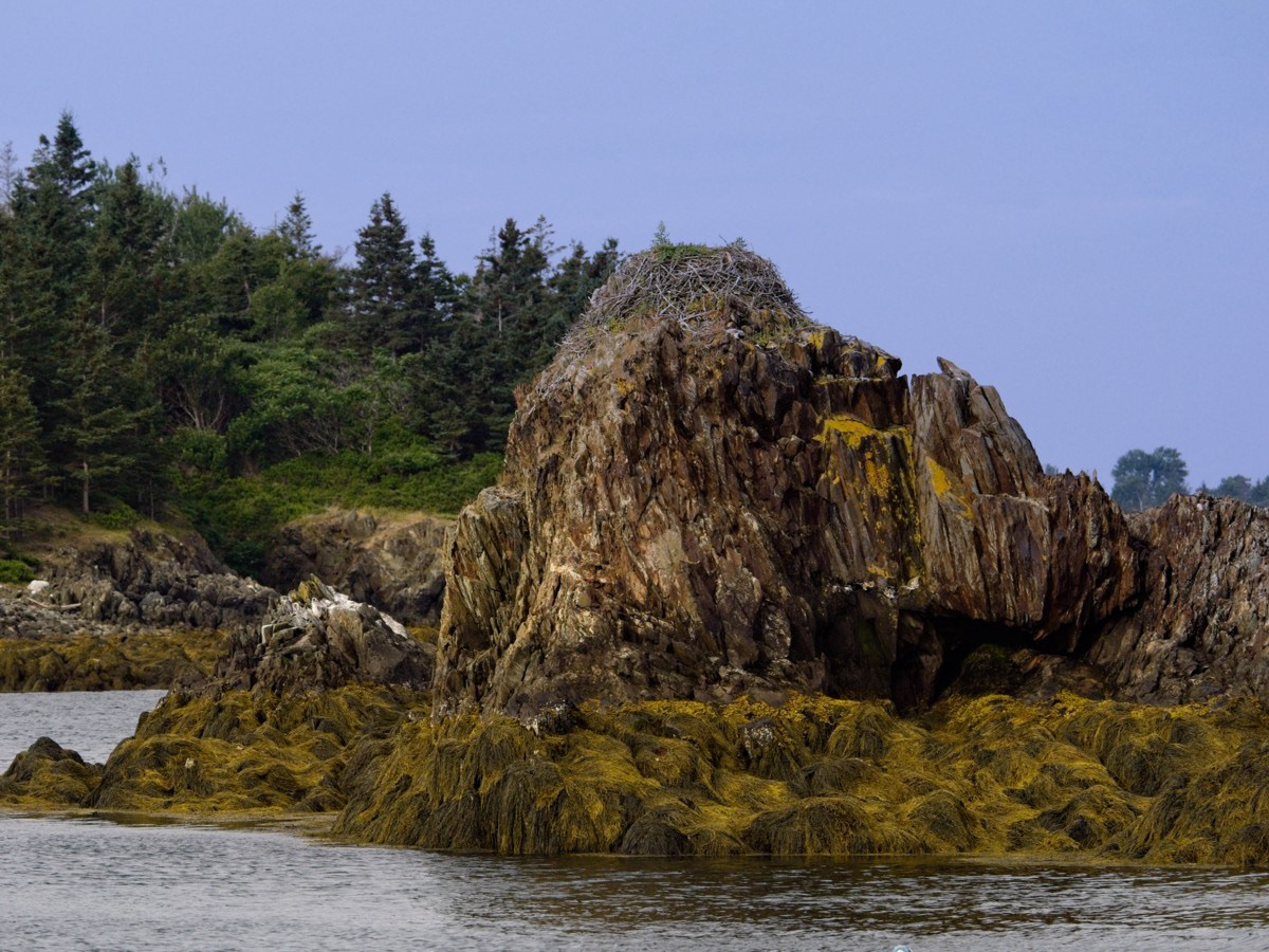 Osprey Nest
