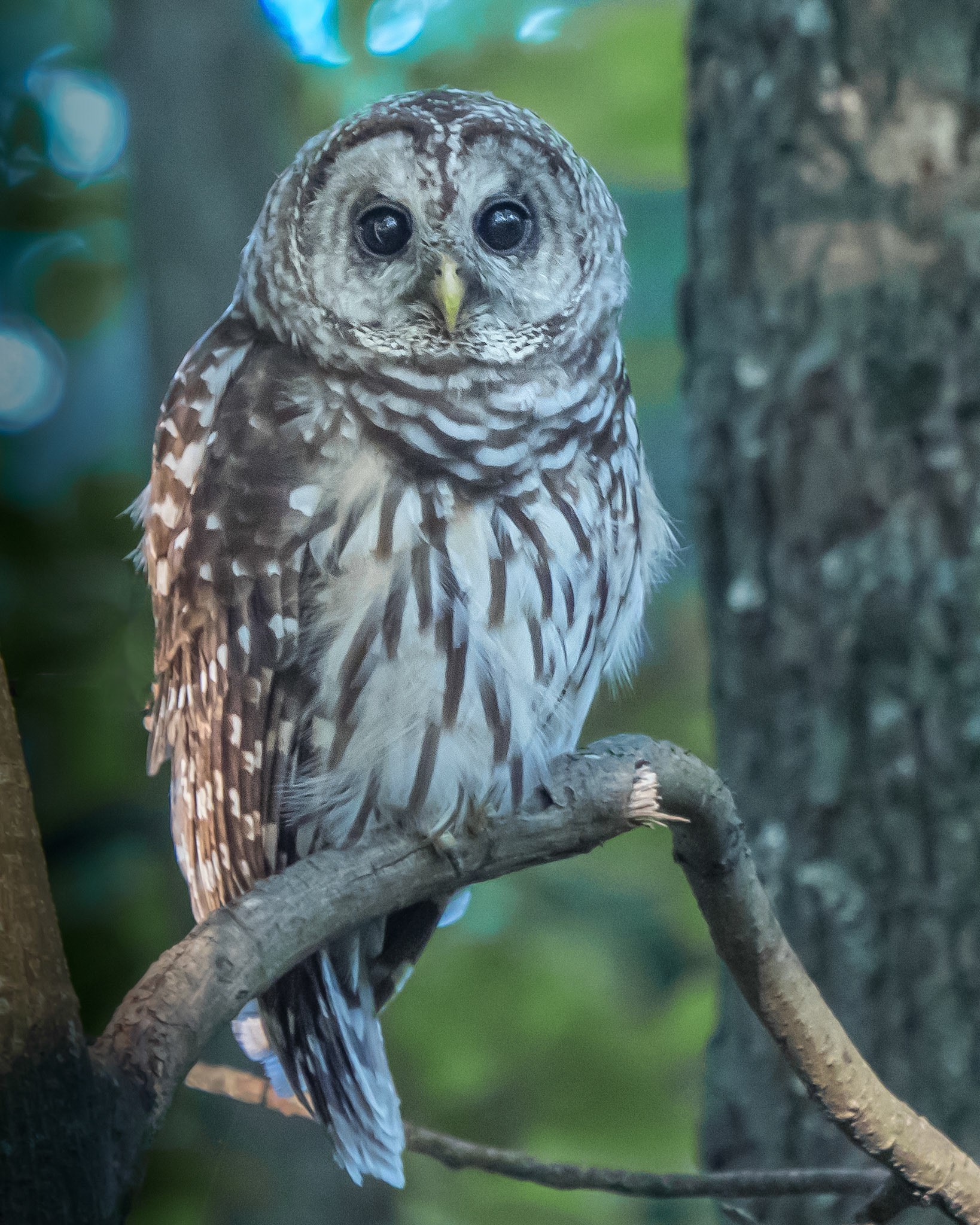 Barred Owl