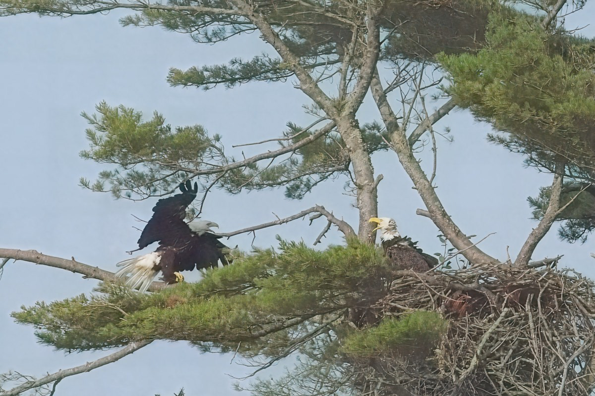 Bald eagle