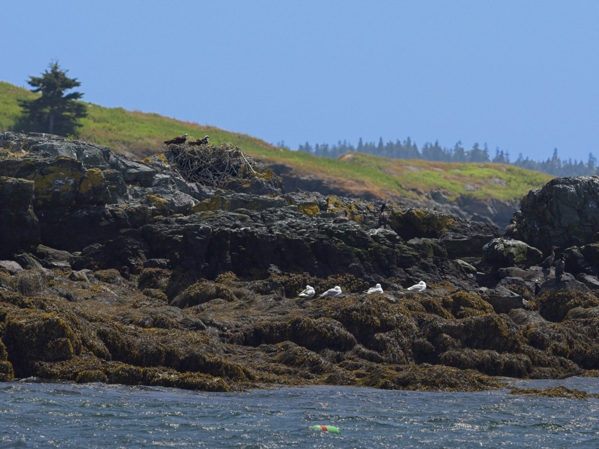 Osprey, Cormorants and Sea gulls