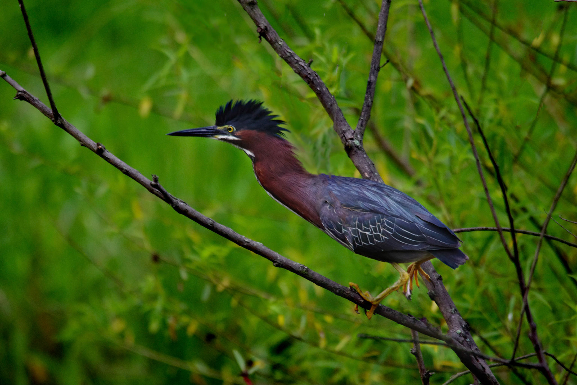 Ruffled Green Heron