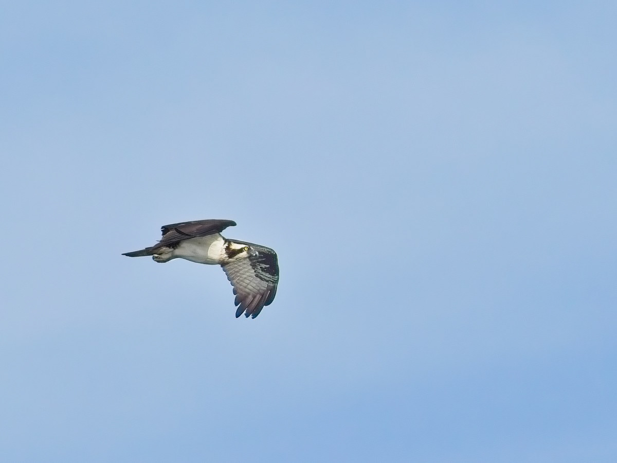 Osprey