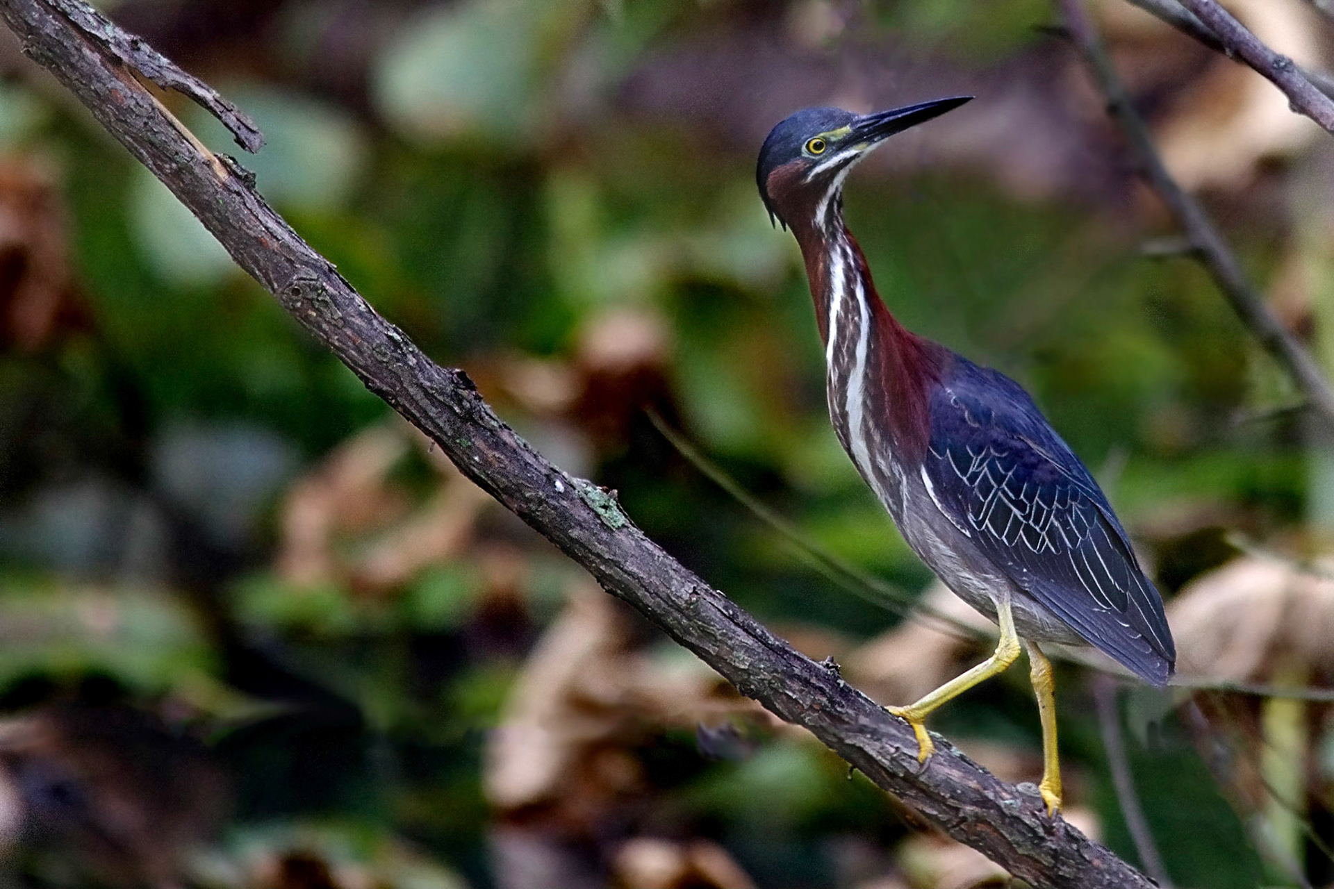 Twisted Green Heron
