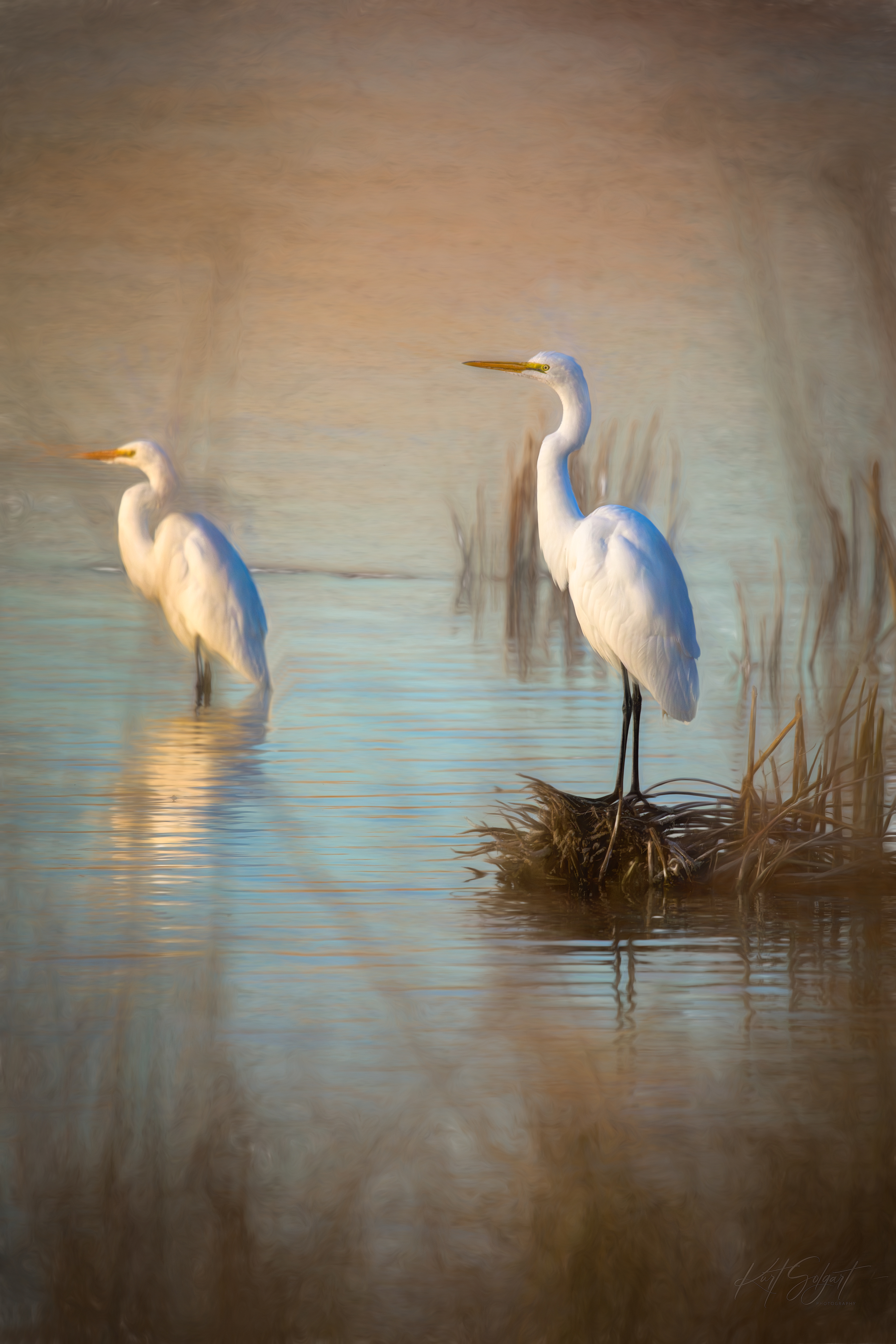 Two great egrets standing guard in a wetlands pond.