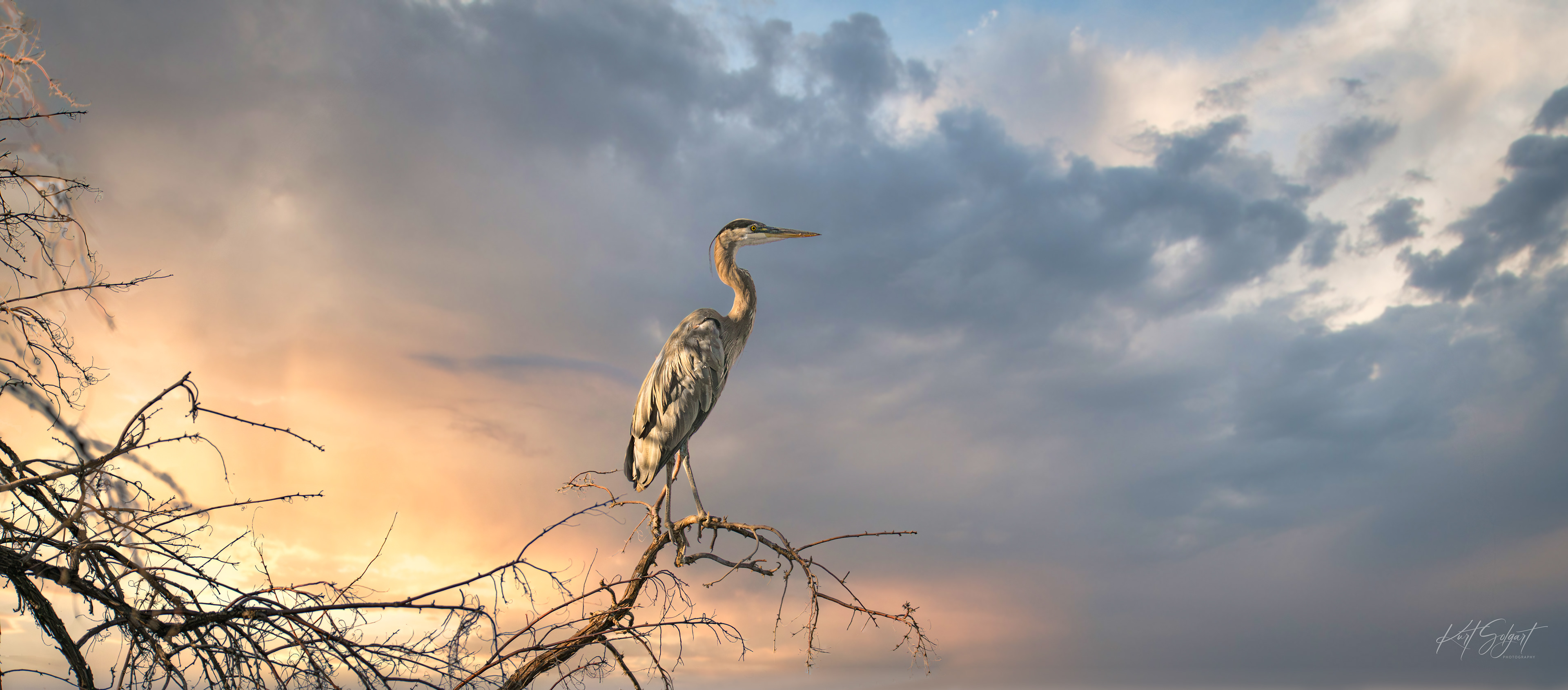 great blue heron in an olive tree at sunset.
