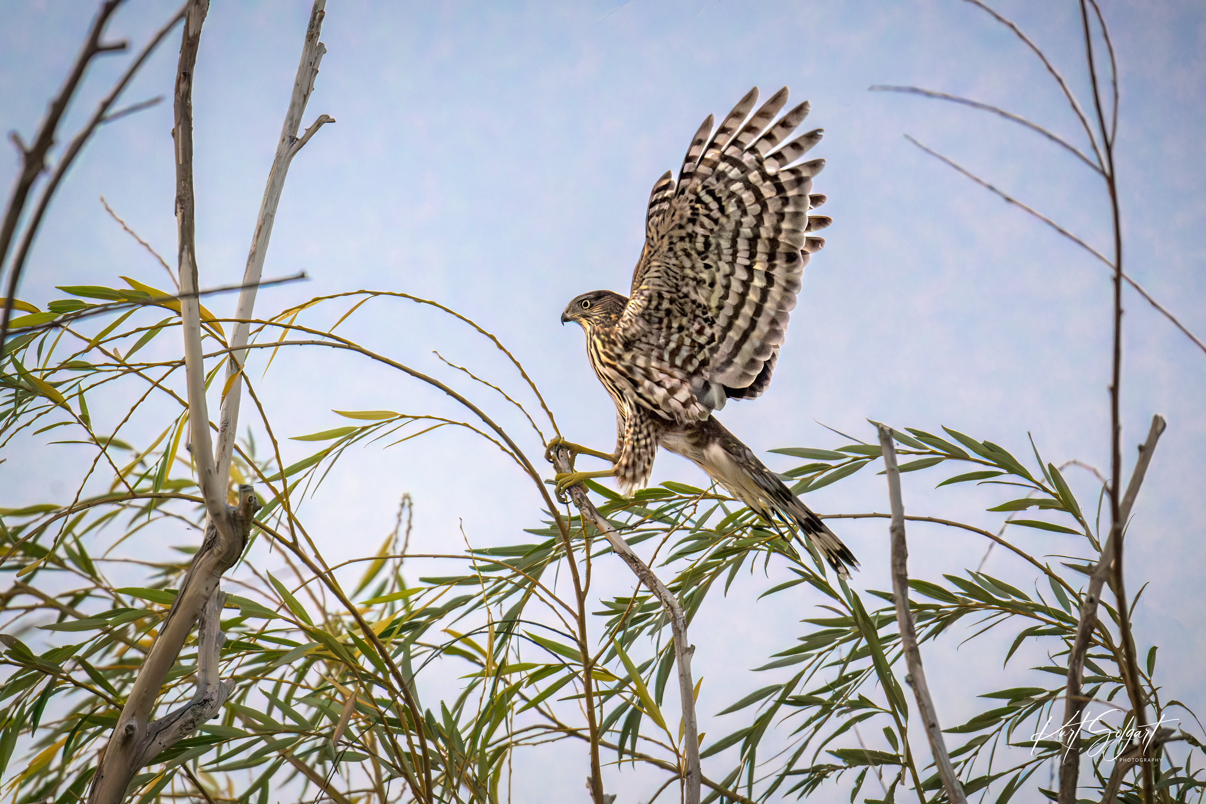 Juvenile Cooper's hawk with wings up landing on a willow branch.