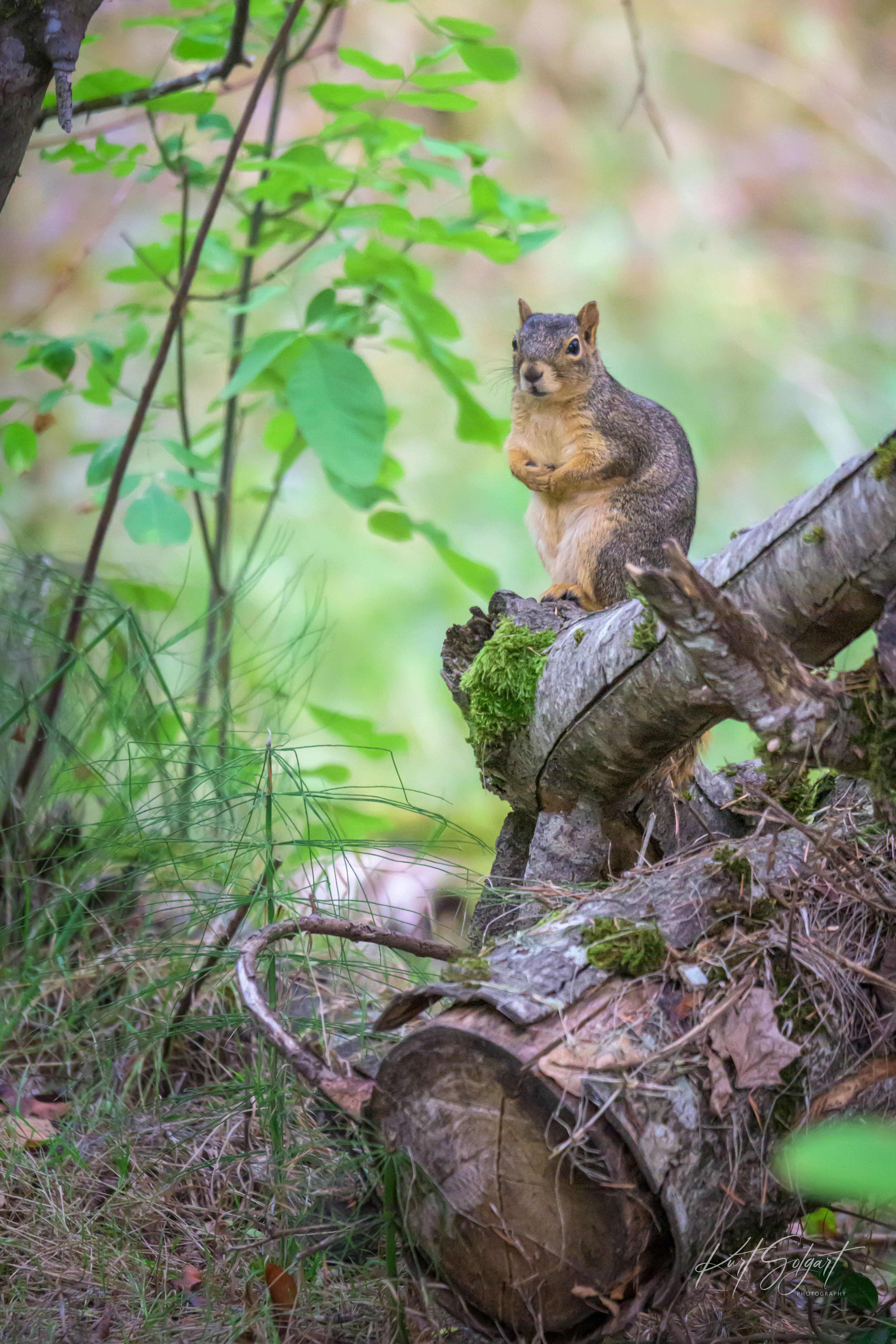 Squirrel on a log