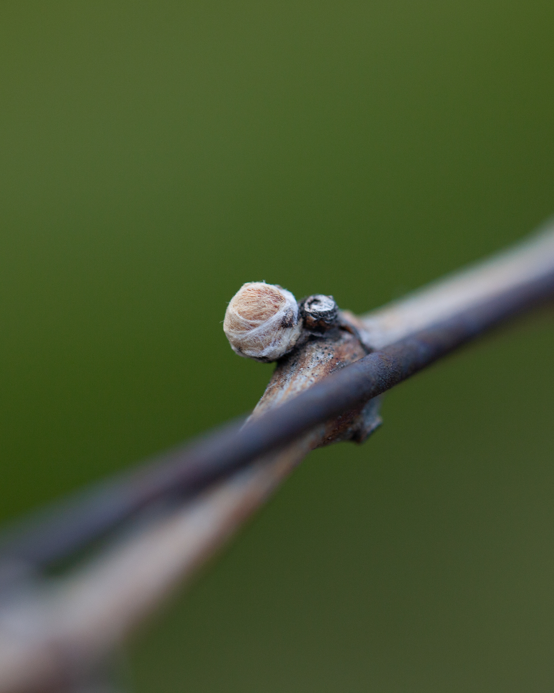 Bud Break
