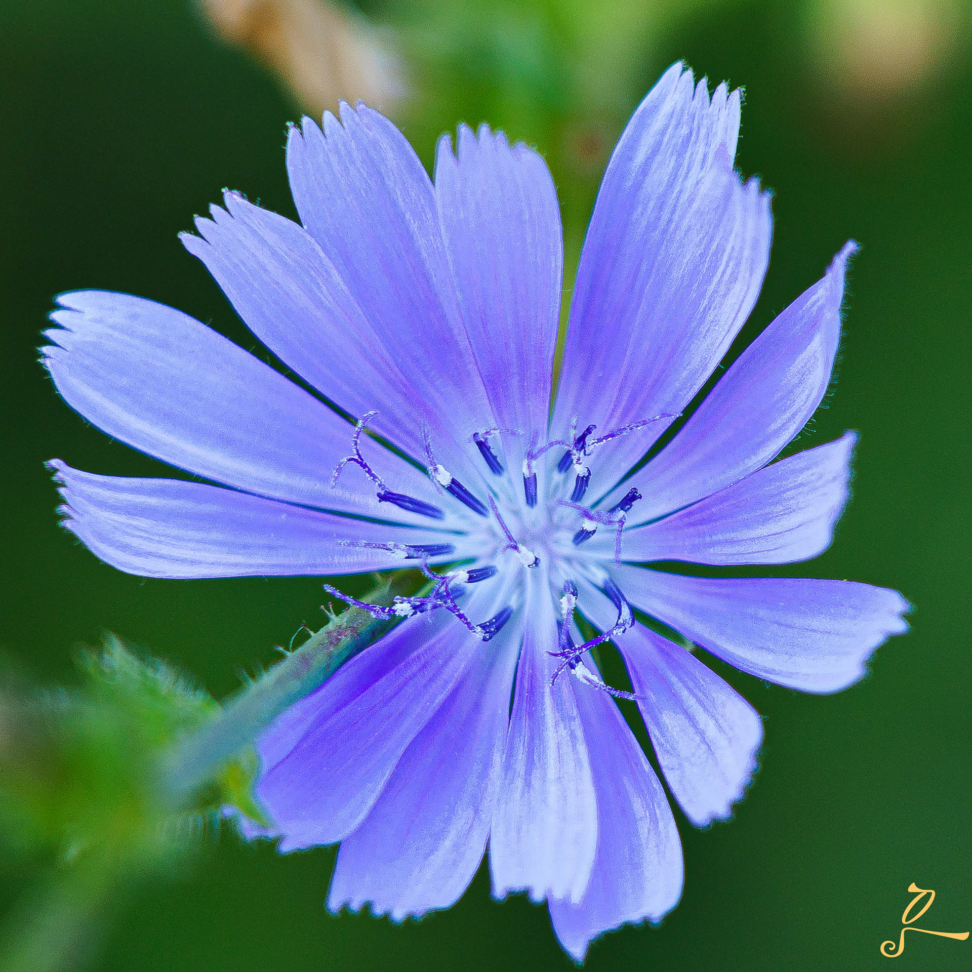 fleur nuance de violet, Sibiry photographie 