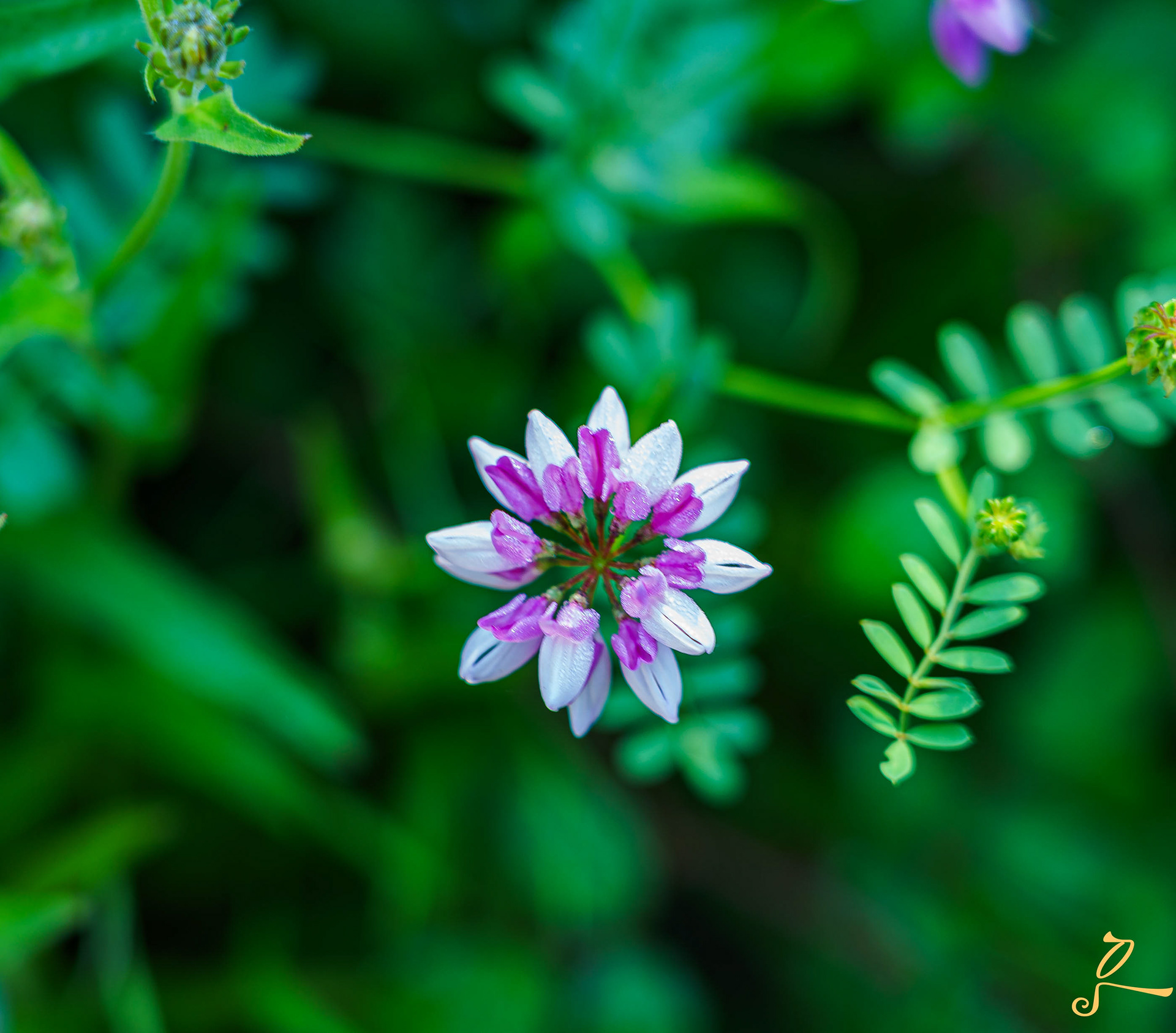 fleure jaune  et violette, Sibiry photographie 