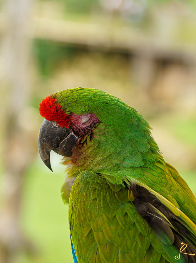 alors la on à un très beau pérroquet, vu au parc animalier parrot world en ile de France, explosion de couleur, perroquet resplendissant serein et calme