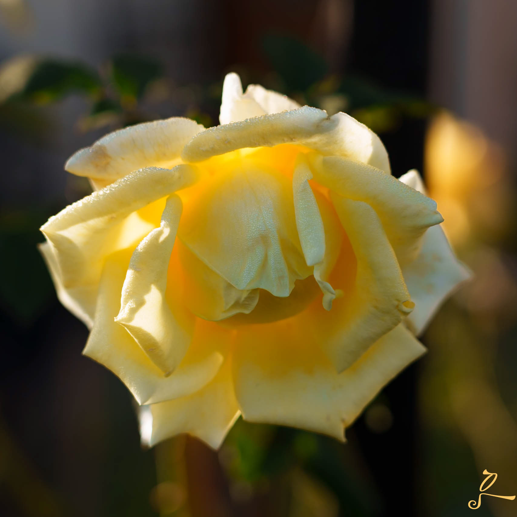 fleur jaune, Sibiry photographie 