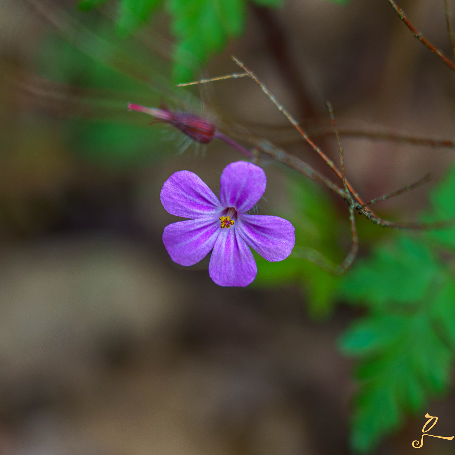 fleur violette, photo de fleurs, Sibiry photographie 