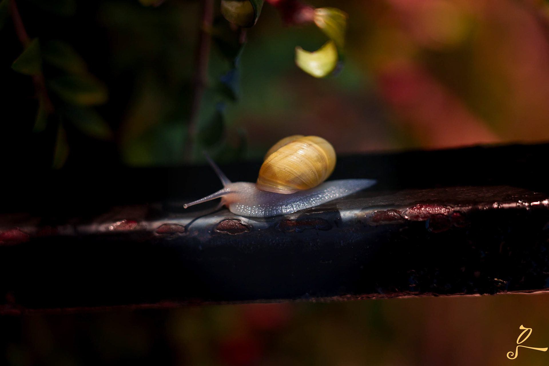 un escargot avec énormément de couleurs, photo prise dans la rue à AULNAY sous bois, la beauté se voit vraiment partout, explosion de couleurs 
