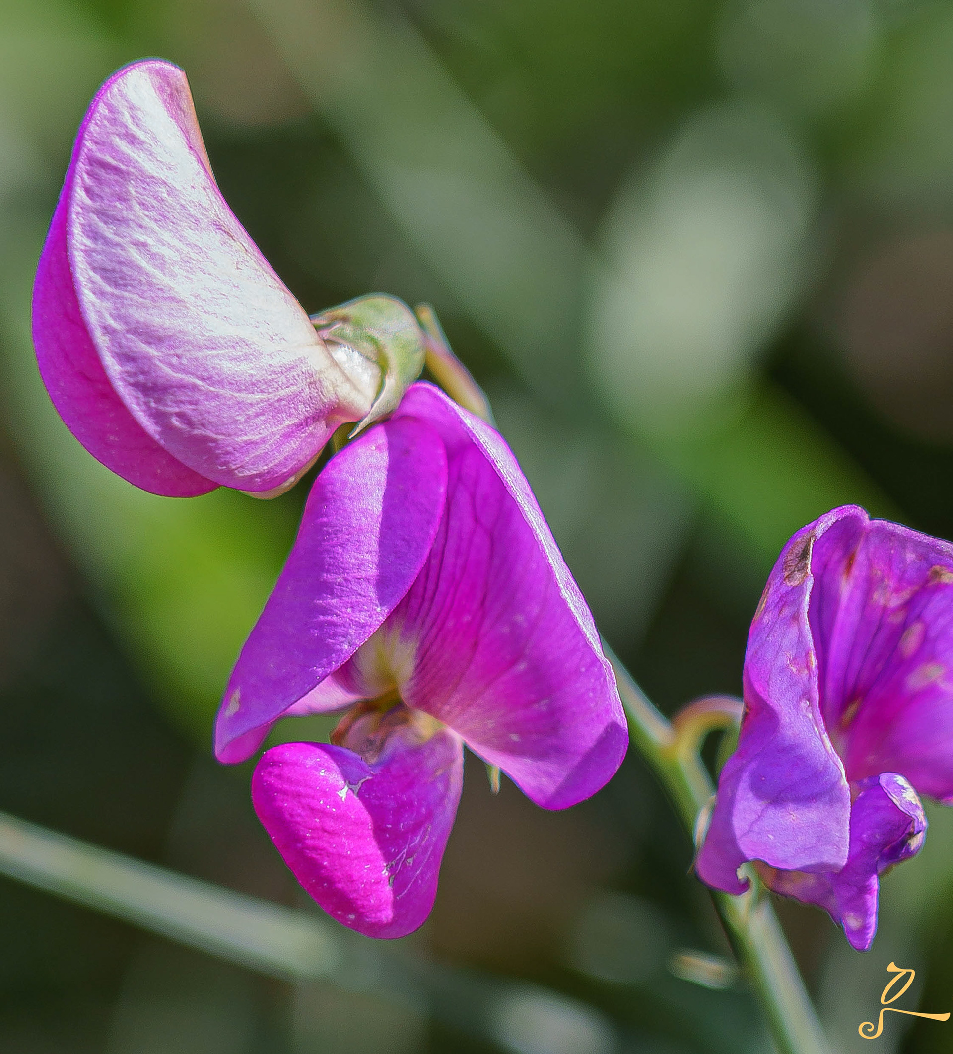 fleur violette foncée, Sibiry photographie