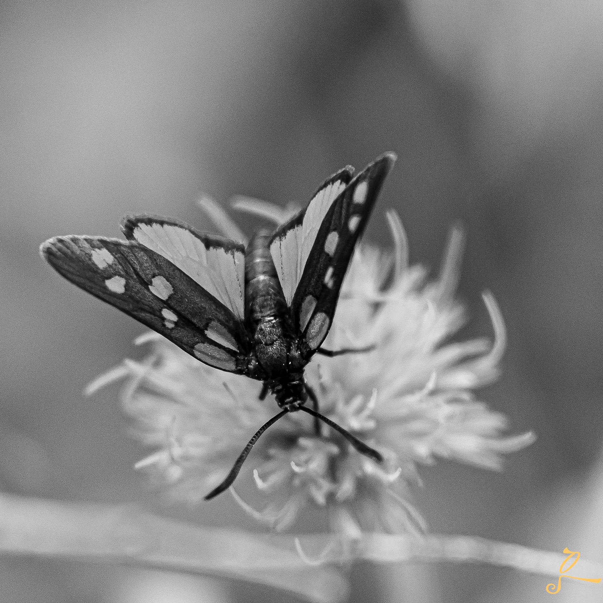 Papillon en Isère lors d'une randonnée, un blanc noir doux pour sublimer encore plus la majesté de l'animal 