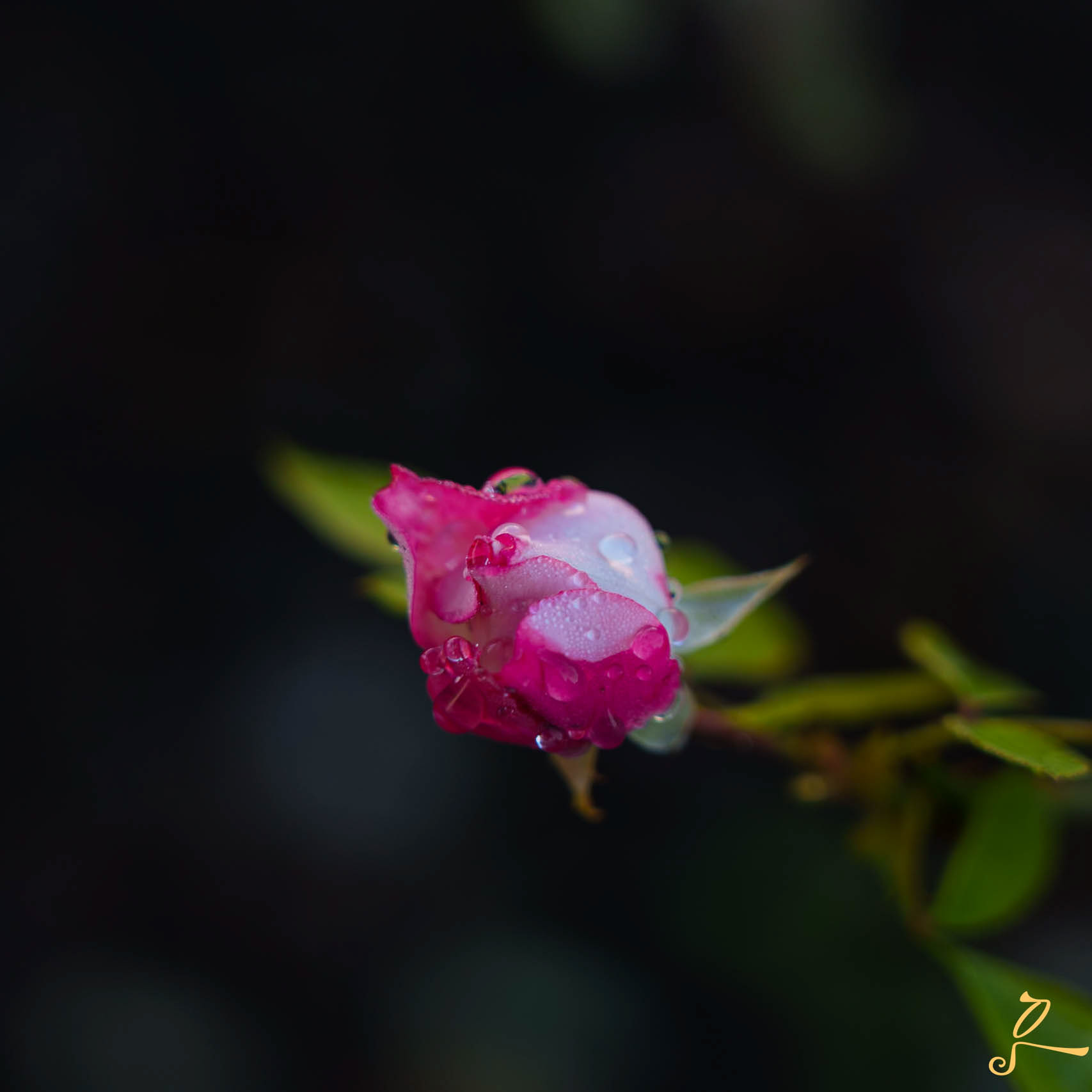 Fleur rose et blanc, Sibiry photographie 