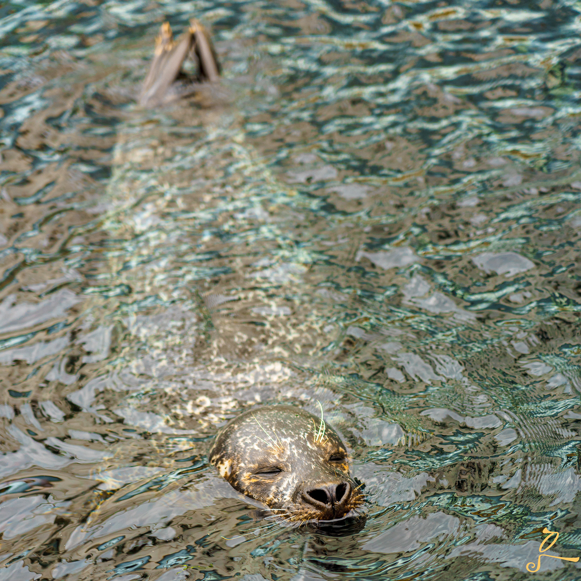 un tour à brest, pour voir son magnifique aquarium oceanopolis, la découvrez un beau phoque nageant majestueusement 