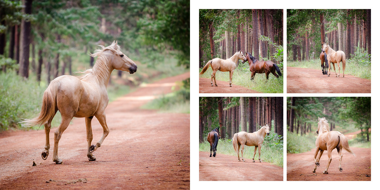 wild horses on a plantation road