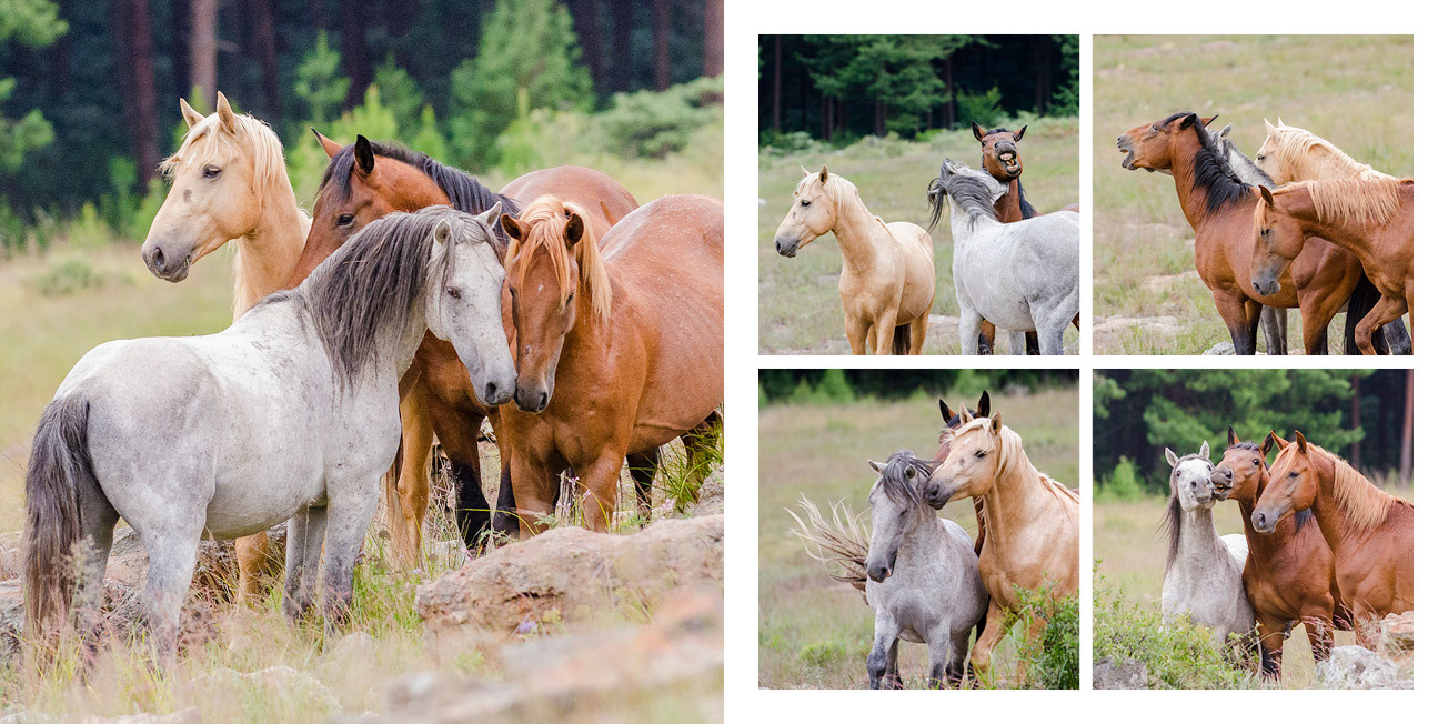wild horses interacting
