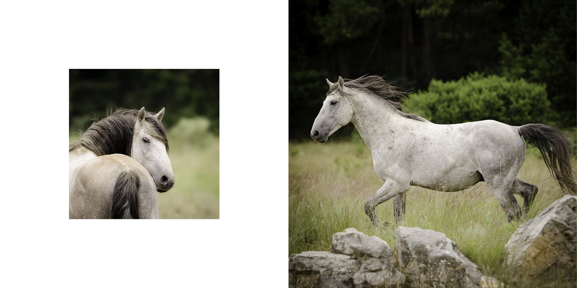 grey white horse
