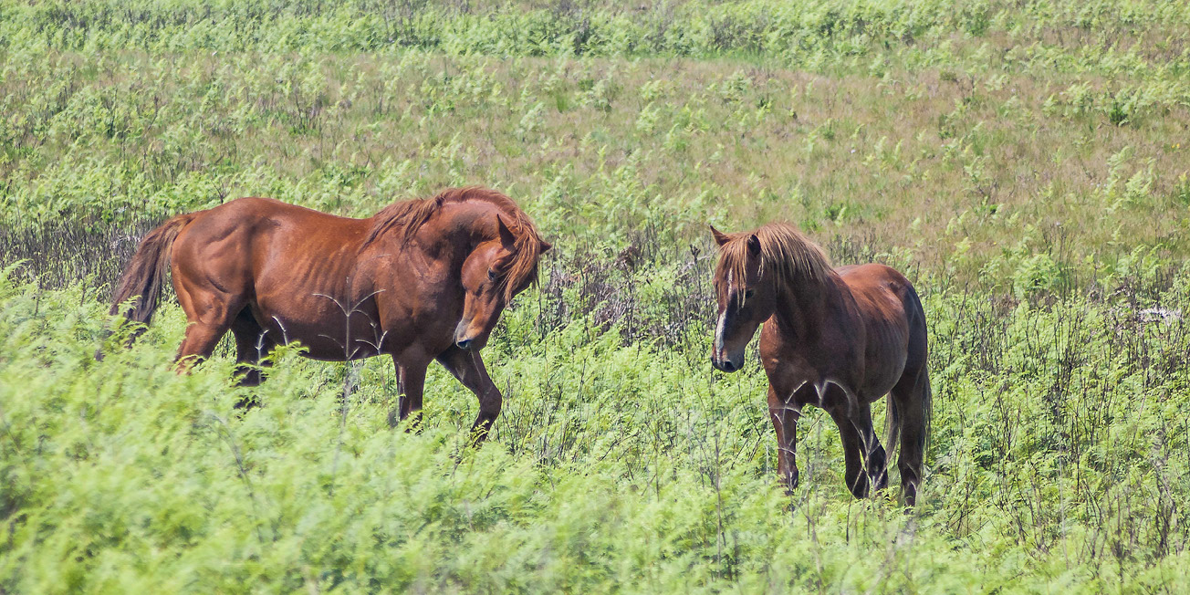 2 wild horse stallions