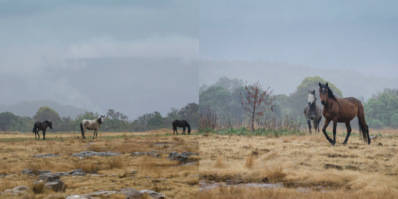 Wild Horses on an overcast day