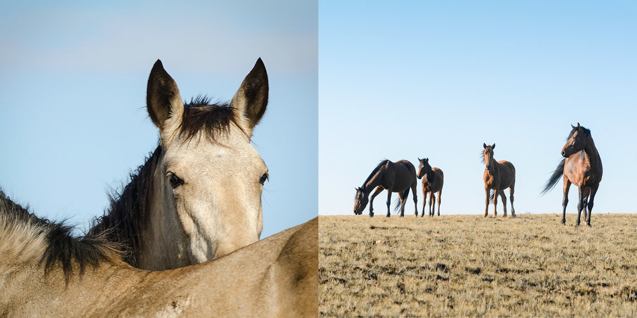 wild horses on the escarpment